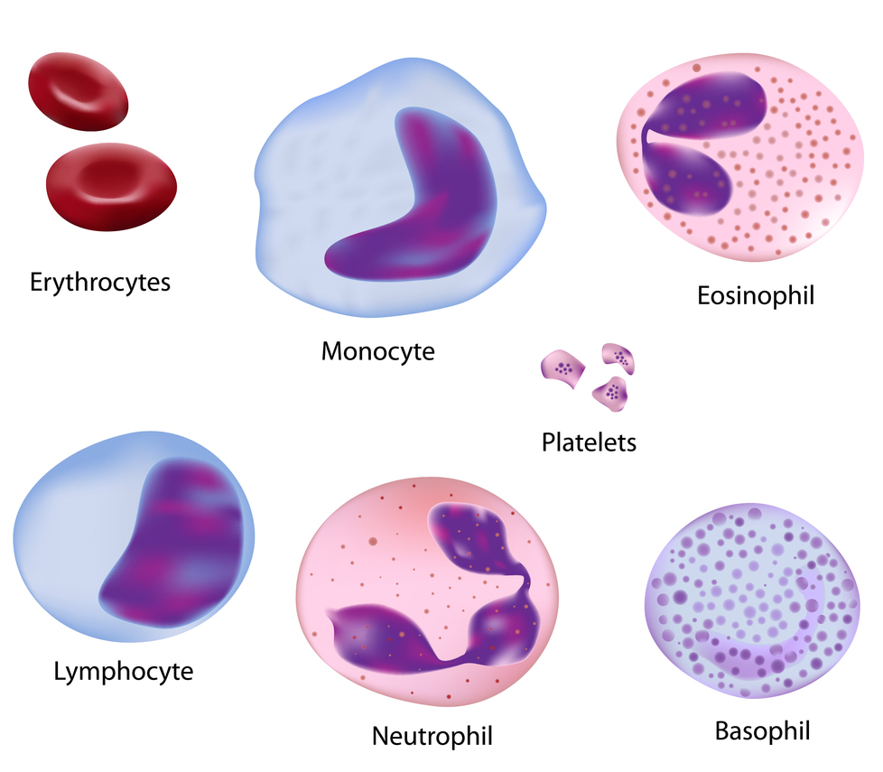 physical appearance of human red blood cells, white blood cells, and platelets under a microscope
