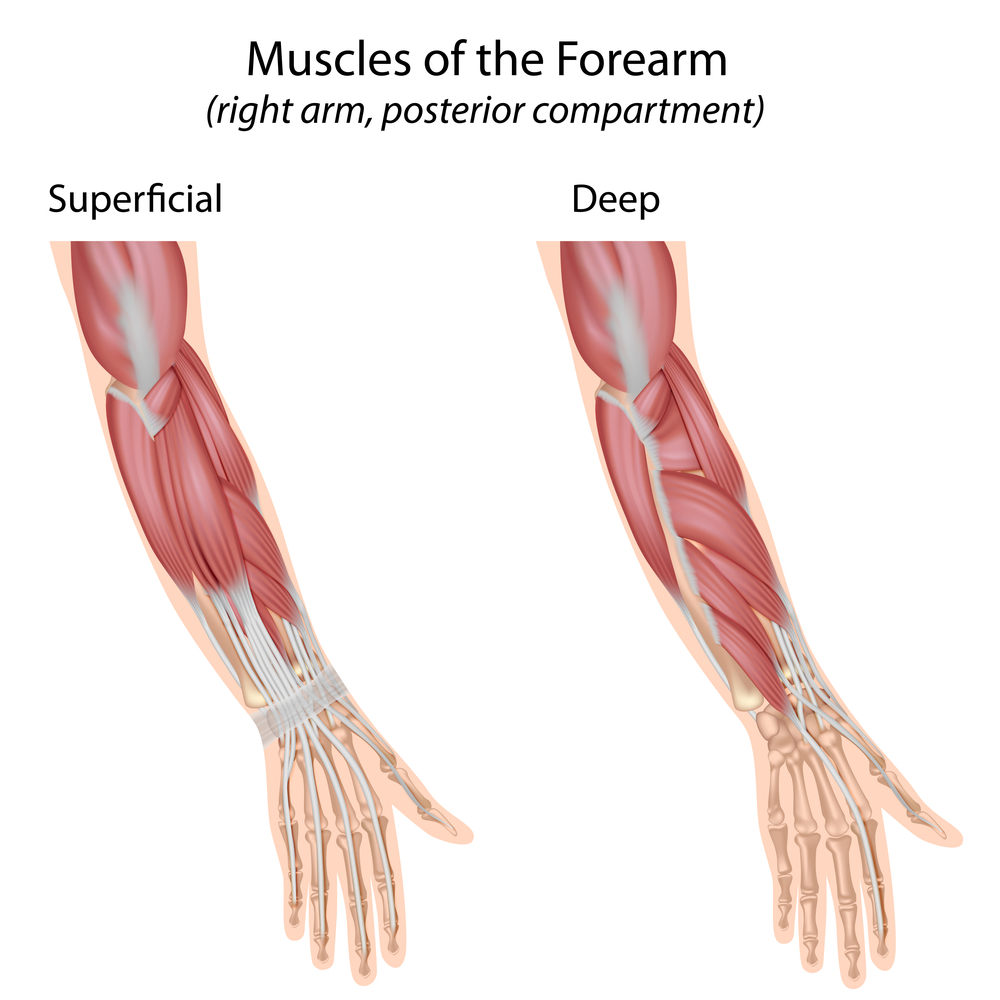 Muscles Of Arm Anterior Views Superficial Deep Layer