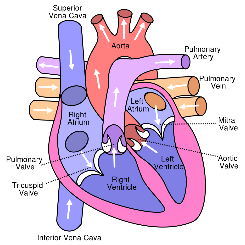 Tips for How to Study the Cardiovascular System