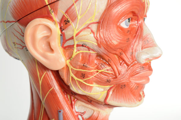 Brain Anatomy model simple Quiz