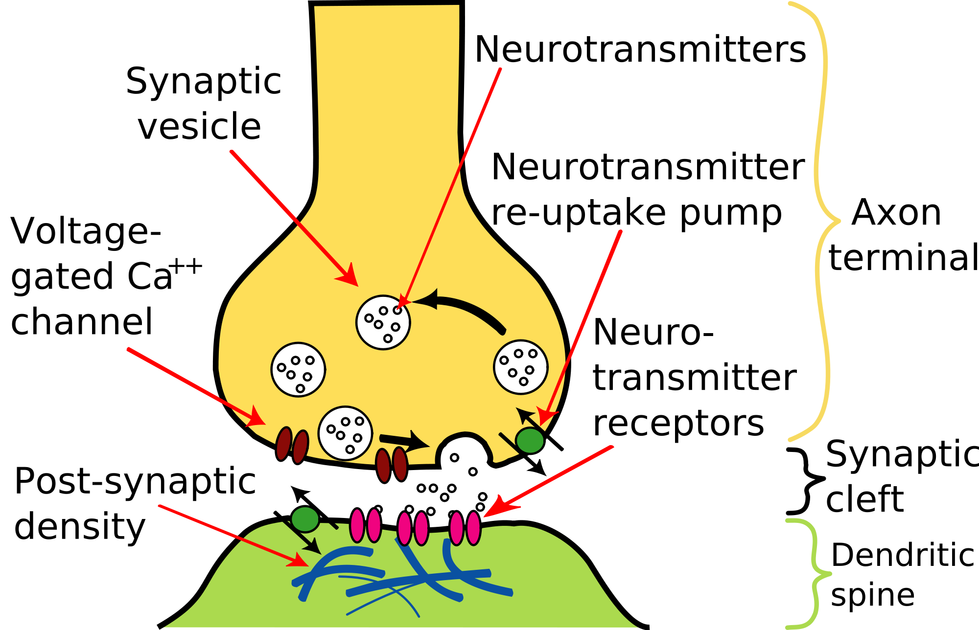 Microglia Maintenance of Neuron Synapses