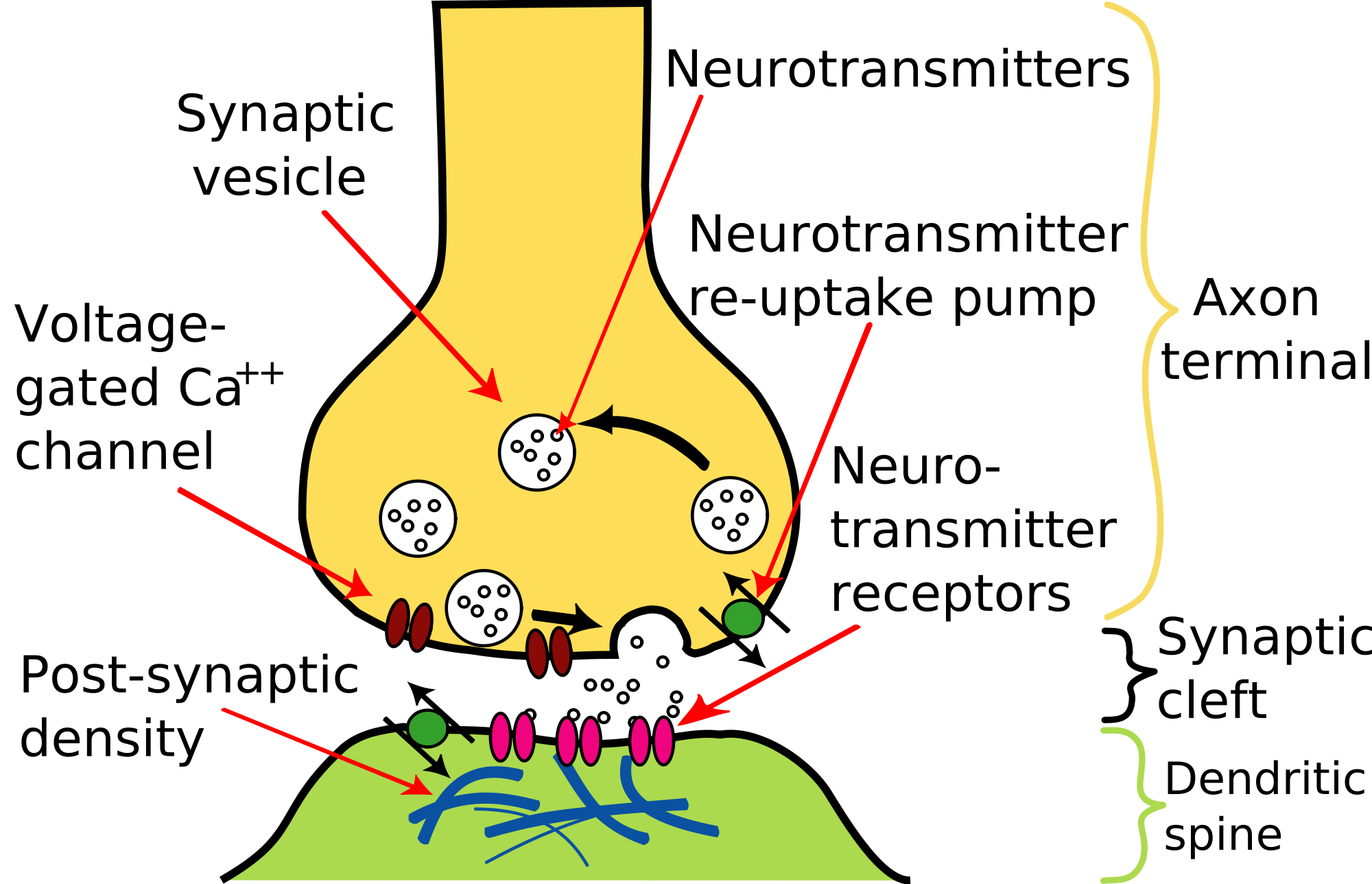 Overview Of Synapses Synapse CZCKYQ
