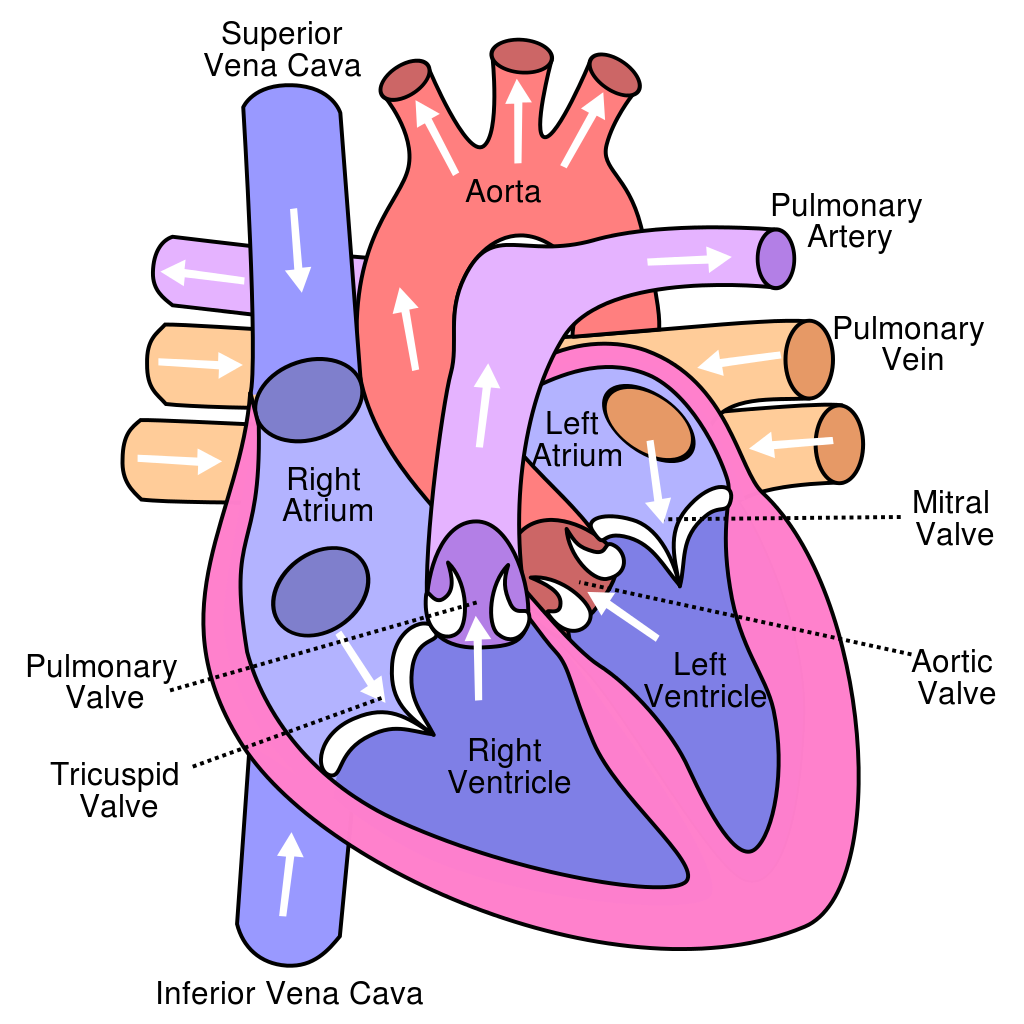 Schematic Diagram Of Blood Flow In The Heart