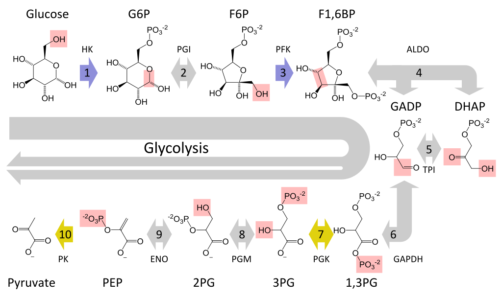 Glycolysis_metabolic_pathway_3_annotated.svg Medical Science Navigator