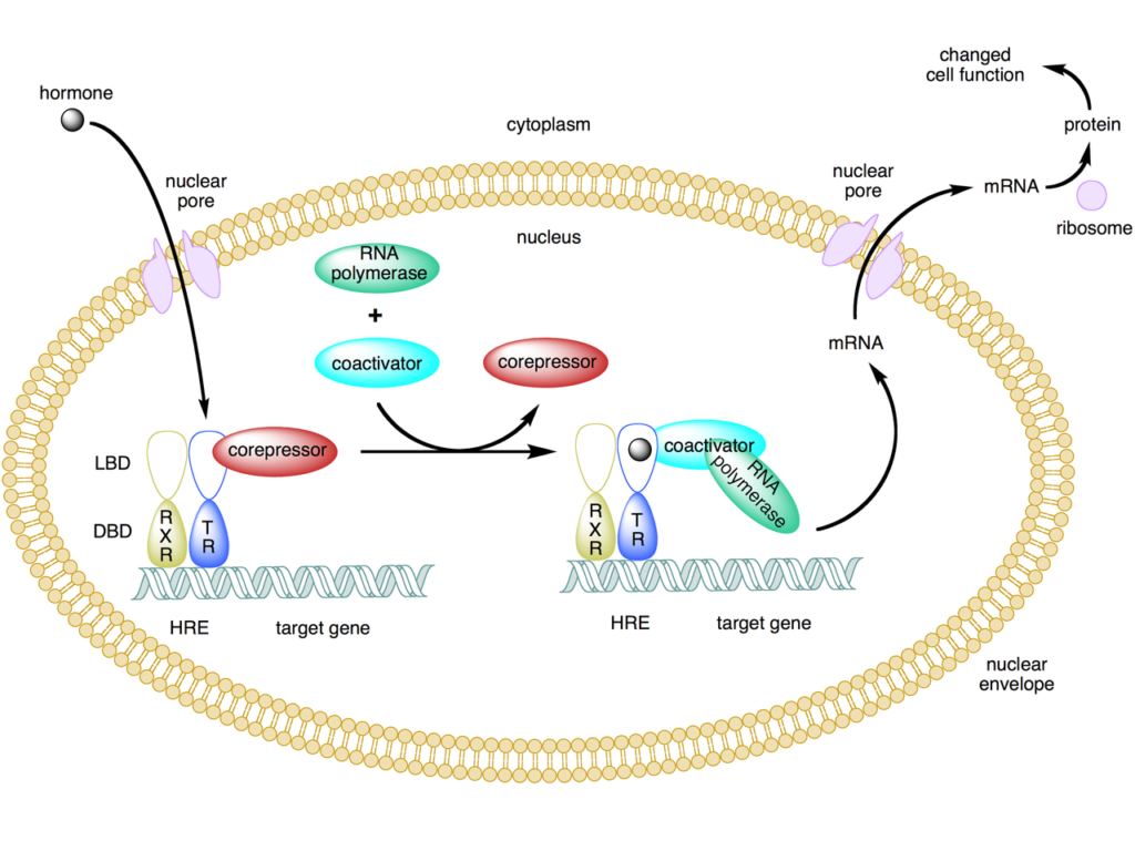 mechanism action of thyroid hormone