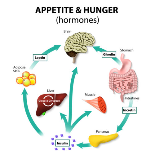 Endocrine System Overview Medical Science Navigator Endocrine System Overview Medical Science Navigator
