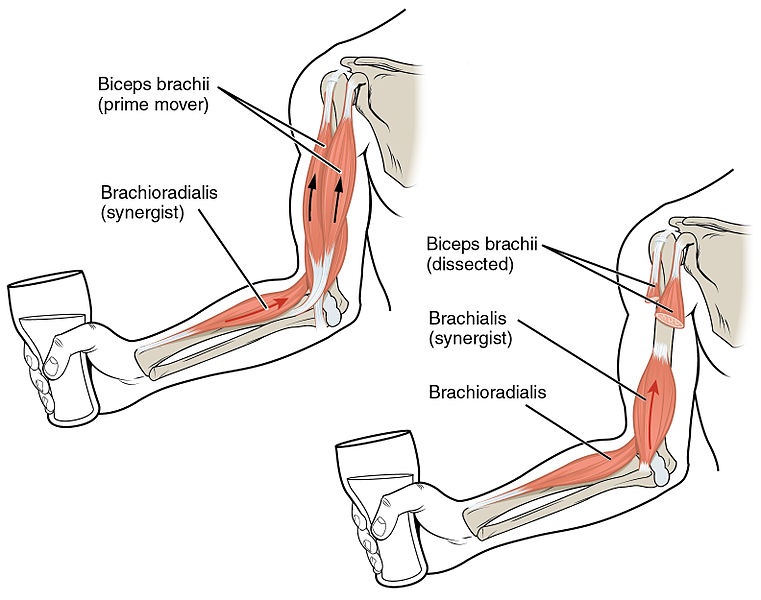 Human Body Muscles Medical Science Navigator