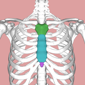 Bones of rib cage with a colored sternum