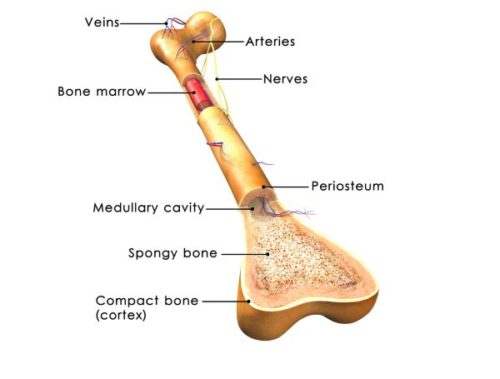 Bone, Live and Dynamic | Medical Science Navigator