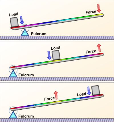 Muscle Origins, Insertions and Levers | Medical Science Navigator