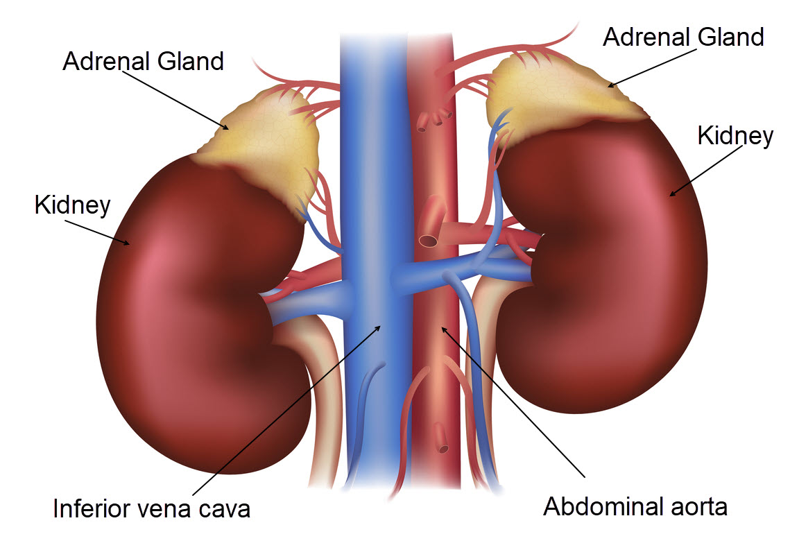 adrenal gland where is it located