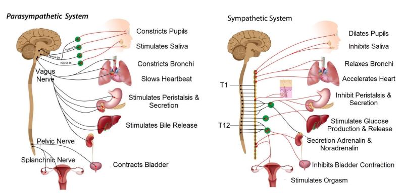 Smooth Muscle – Anatomy & Physiology