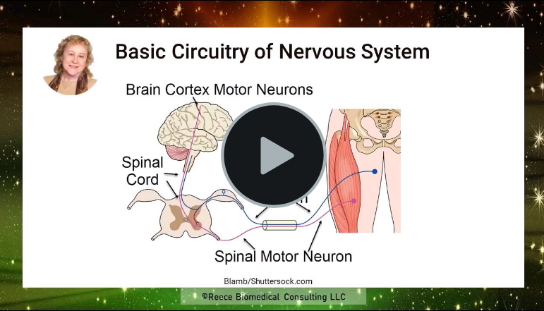 Basic Nervous System Circuitry Diagram with video play button