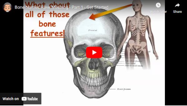 How bones get their names video