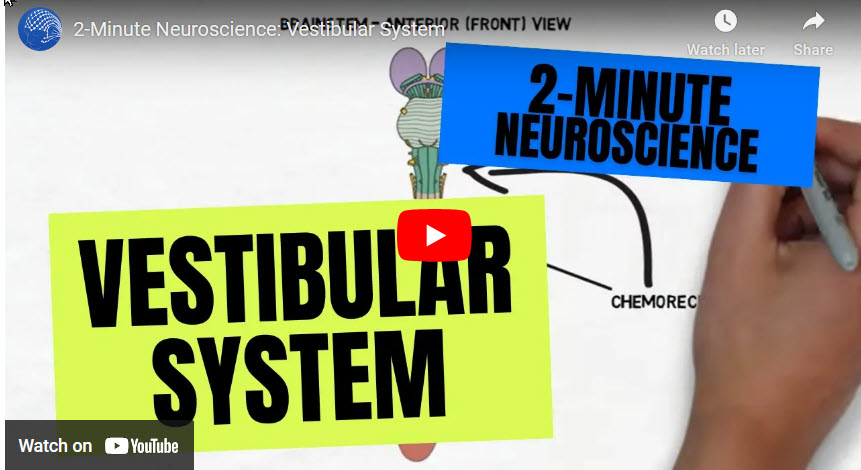 Vestibular System