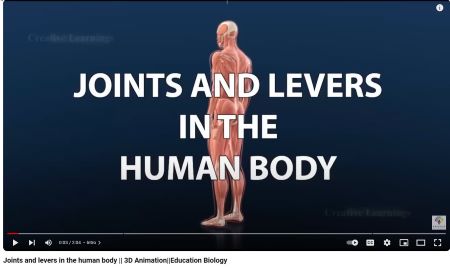 Video describing muscle levers