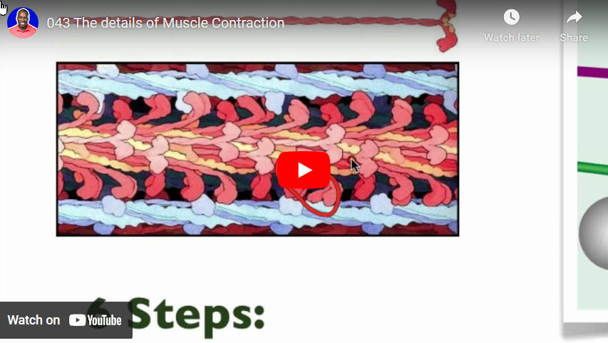6 steps in skeletal muscle contraction