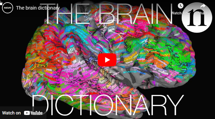Words map to specific areas of brain cortex