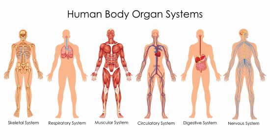 Separate illustrions of individual anatomic systems in human body